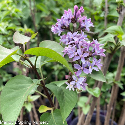 Spring Lilac Sale - Ends May 31st