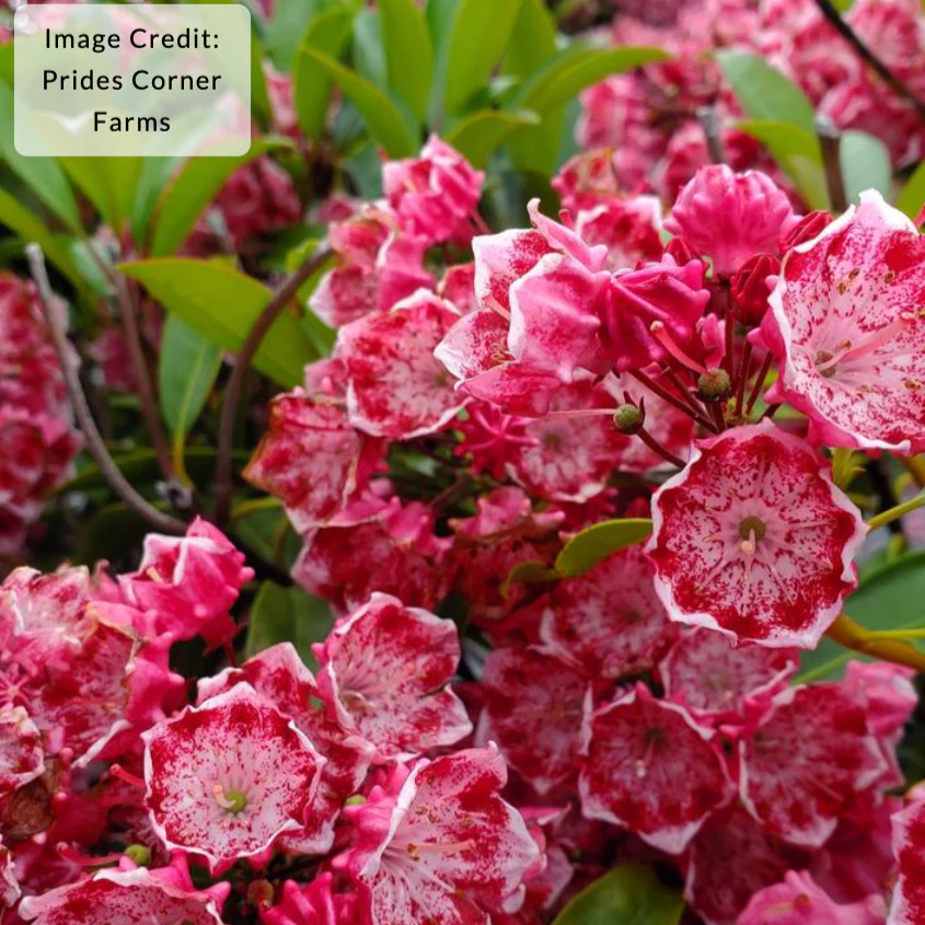 Best Selling Plants
